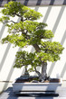 Bonsai Tree