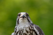 Falke