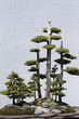 Bonsai Tree