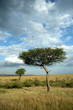 Acacia tree, Masai Mara Game Reserve, Kenya