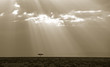 Wildebeest savannah landscape, Masai Mara, Kenya