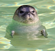 Seehund 01