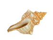 Sea shell isolated on white