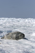 Grey seal
