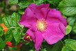 canvas print picture - Japanese rose, Rosa rugosa