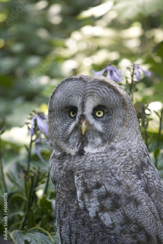 Photo: Great gray owl in close up Great gray owl in close up
