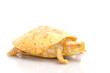 Albino Columbian Slider Albino Columbian Slider