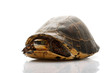 Flowerback Box Turtle Flowerback Box Turtle