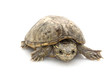 Common Musk Turtle Common Musk Turtle