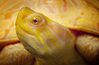 Albino Columbian Slider Albino Columbian Slider
