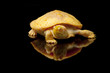 Albino Columbian Slider Albino Columbian Slider