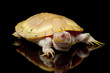 Albino red-eared slider Albino red-eared slider