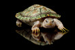 Hypomelanistic red-eared slider Hypomelanistic red-eared slider