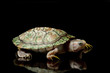 Hypomelanistic red-eared slider Hypomelanistic red-eared slider