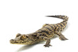 Nile crocodile