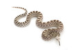 Ghost Bull Snake Ghost Bull Snake