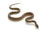 Mexican Lined Gopher Snake Mexican Lined Gopher Snake