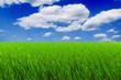 Wiese im Sommer