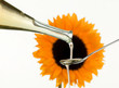 Speiseöl aus Sonnenblumenkernen mit Blume