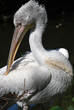 Plumage du pélican