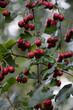 Weissdorn - Crataegus monogyna