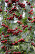Weissdorn - Crataegus monogyna