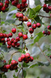 Weissdorn - Crataegus monogyna