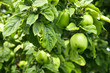 green apples