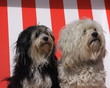 hunde im strandkorb