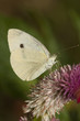 Farfalla Pieris Brassicae Farfalla Pieris Brassicae