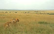 Lion (Panthera leo), Masai Mara Game Reserve, Kenya