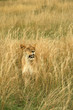 Lion (Panthera leo), Masai Mara Game Reserve, Kenya
