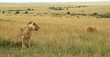 Lion (Panthera leo), Masai Mara Game Reserve, Kenya