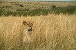 Lion (Panthera leo), Masai Mara Game Reserve, Kenya