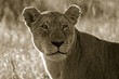 Lion (Panthera leo), Masai Mara Game Reserve, Kenya