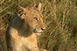 Lion cub (Panthera leo), Masai Mara Game Reserve, Kenya