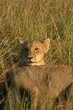 Lion cub (Panthera leo), Masai Mara, Kenya
