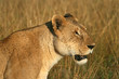 Lion (Panthera leo), Masai Mara Game Reserve, Kenya