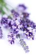 Fleurs de lavande Fleurs de lavande