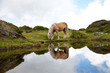 Haflinger
