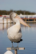 Pelican on a Pole