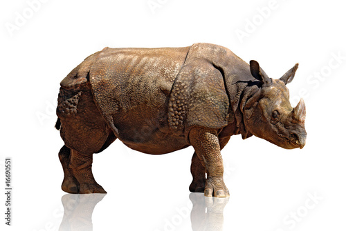 Photo: Rhinoceros Rhinoceros
