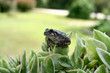 Tree Frog