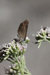 Aricia agestis - Brown Argus 5