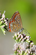 Aricia agestis - Brown Argus 3