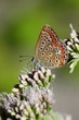 Aricia agestis - Brown Argus 2