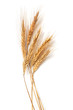 Wheat ears