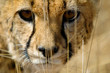 Gepard im Etosha Nationalpark, Namibia Gepard im Etosha Nationalpark, Namibia