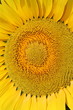 Girasole