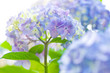 Hydrangea